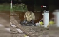 (ÖZEL) Uludağ’da Aç Kalan Ayı Yerleşim Yerine İndi