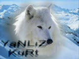 Akşamcı Gökhan -Yanlızkurt