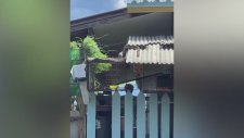 Açlıktan Gözü Dönen Piton Yılanı