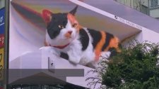 Tokyo'nun Yeni Gözdesi 3 Boyutlu Dev Bir Kedi