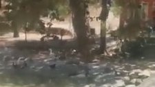 Gaziantep'te Aslan Kaçtı
