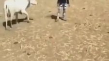 Öküz Deyip Geçmeyin