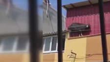 Adana'da Çatıdan Düşen Kurbanlık Keçi