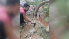 Hasta Yaban Keçisini 3 Kilometre Sırtlarında Taşıdılar