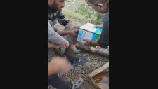 Kafasını Sıkıştırdığı Tenekeden Kurtarıldığına Pişman Olan Yavru Ayı