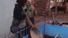 Bulaşık Yıkayan Balıklar
