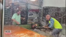 Elini Timsaha Kaptıran Bakıcı