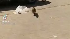 Köpeğin Aklını Alan Kedi