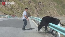 Yol Bariyerinde Mahsur Kalan İneği Kurtarır Gibi Yapan Adam