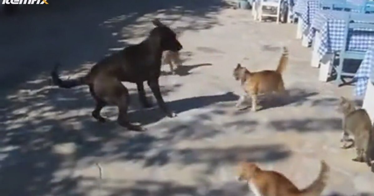 Kopege Saldiran Kedi Cetesi Izlesene Com