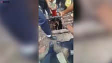 Hindistan'da Mazgaldan Çıkarılan Çocuk