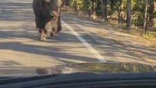 Dev Bizonların Arasında Kalmak
