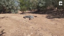 Kızgın Timsahla Karşılaşan Adam