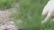 Ölü Taklidi Yaparak Hayatta Kalan Hayvanlar