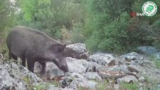DKMP Fotokapana Takılan Yabani Hayvanların Görüntüsünü Paylaştı