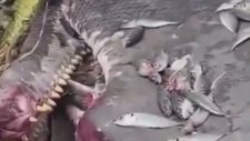 Balıkçıların Ağına Takılan Dev İspermeçet Balinası