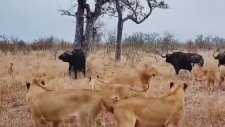 Aslan Sürüsünün Arasındaki Bufaloyu Arkadaşları Kurtardı
