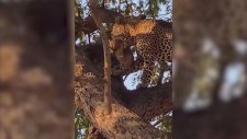 Aslan Yavrusunu Avlayan Leopar