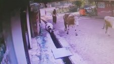 Arkadaş Kurbanı Şansız İnek