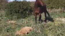 Öfkeli At Ağzına Alıp Yerden Yere Vurduğu Koyunu Öldürdü