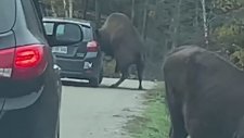Kafası Arabanın Camına Sıkışan Bizon