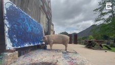 Ressam Domuzun Eserleri Binlerce Dolara Satılıyor