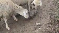 Yavru Çoban Köpeğinin Koyunlarla Tanıştığı İlk Görev Günü