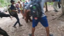 Orangutanların Kavgasını Ayırmaya Çalışan İnsanlar