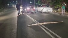 Trafiği Durduran Piton Yılanı