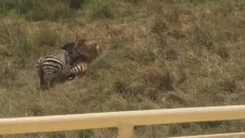 Yavrusunu Aslanın Elinden Kurtaran Zebra