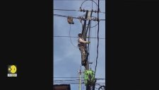 Elektrik Tellerinde Asılı Kalan Tembel Hayvan Kurtarıldı