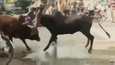İneklerin Kavgasını Ayırdığına Pişman Olan Adam