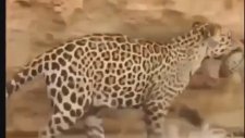 Kendisini Avlayan Leoparı Isıran Piton Yılanı