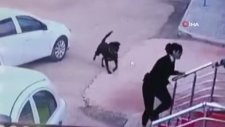 Gaziantep’te Pitbull’dan Sonra Rottweiler Dehşeti