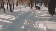 Ayı Tarafından Kovalanan Adam (Drone Çekimi)