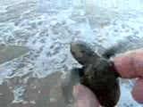 caretta caretta yavrusu