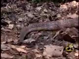 cobra vs_ monitor lizard