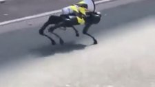 Şanghay Sokaklarında Anons Yapan Robot Köpek