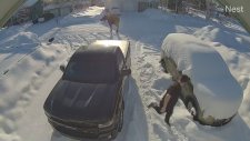 Sahibini Geyik Saldırısından Kurtaran Minik Köpek