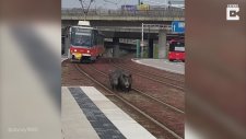 Tramvay Yolunda İlerleyen Domuz Ailesi