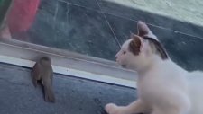 Kuşu Öldürdüğü İçin Ağlayan Kedi