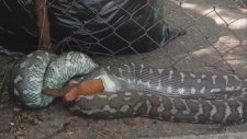 Keseli Sıçanı Yutan Piton Yılanı