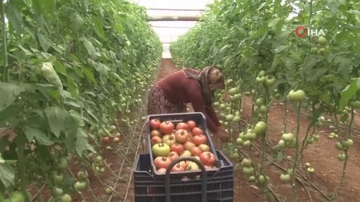 Antalya’da Serada 40 Dereceye Yaklaşan Sıcaklıkta Domates Hasadı