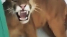 Okul Tuvaletinde Puma ile Karşılaşan Öğrenci