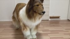 Japonya'da Bir Adam Köpek Gibi Görünmek İçin 260 Bin Lira Harcadı