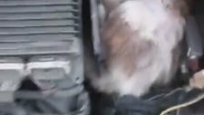 Arabanın Motoruna Yuva Yapan Anne Kedi