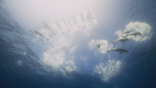 Dolphin Reef Trailer