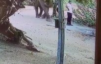 Fil Tarafından Nazikçe Uyarılan Adam