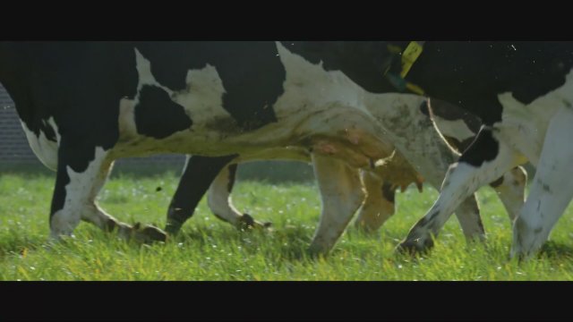 Grutto! De Reis van onze Nationale Vogel (2022) Fragman
