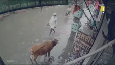 Hindistan'da Elektrik Akımına Kapılan İneği Kurtardılar